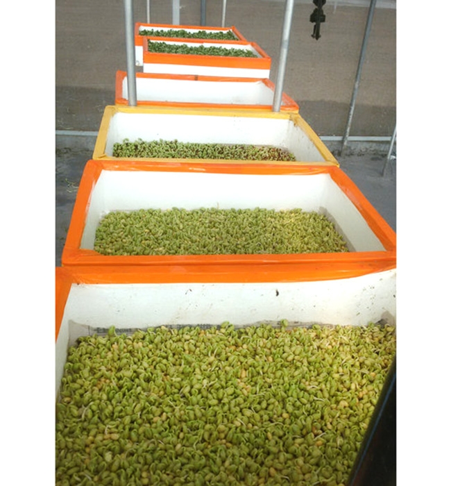 芽苗菜生產(chǎn)及培訓