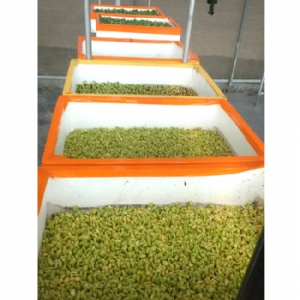 芽苗菜生產(chǎn)及培訓