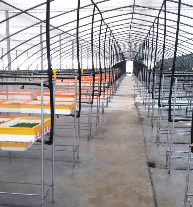 芽苗菜生長必須的條件有哪些？